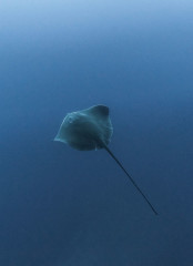 Azores, stingray at Princess Alice Banks