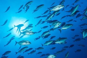 Azores, school of fish at Princess Alice Banks