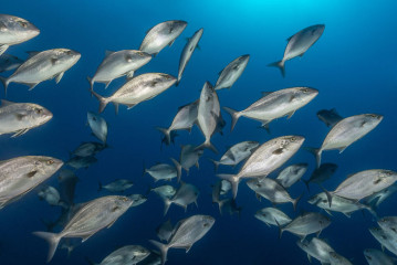 Azores, school of fish at Princess Alice Banks