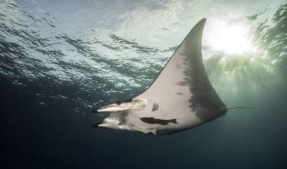 Azores, Manta rays at Princess Alice Banks