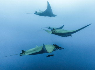 Azores, Manta rays at Princess Alice Banks