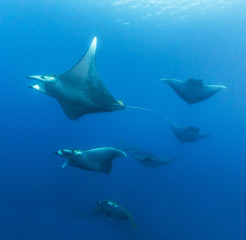 Azores, Manta rays at Princess Alice Banks