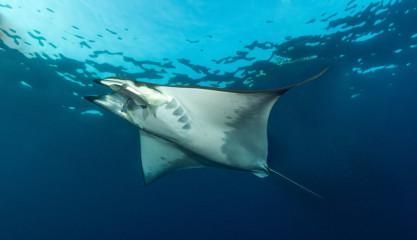 Azores, Manta rays at Princess Alice Banks