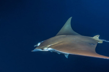 Azores, Manta rays at Princess Alice Banks