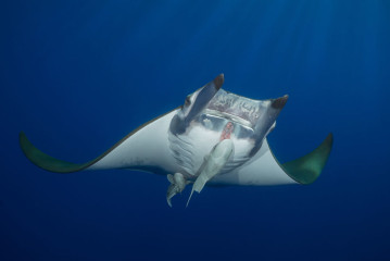 Azores, Manta rays at Princess Alice Banks