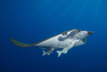 Azores, Manta rays at Princess Alice Banks