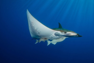 Azores, Manta rays at Princess Alice Banks