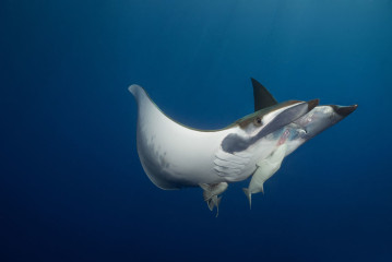 Azores, Manta rays at Princess Alice Banks