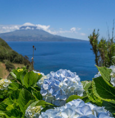 Azores, Hydrangea with Pico