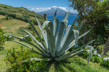 Azores, Agave with Pico