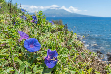Azores, PicoBlue Morning Glory (Ipomoea) with Pico