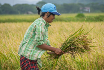 Philippines, Santa Ana, harvesting rice