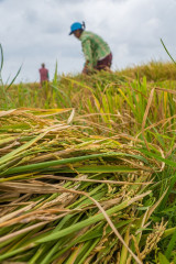 Philippines, Santa Ana, harvesting rice