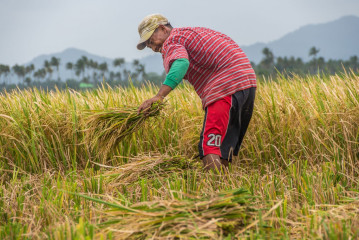 Philippines, Santa Ana, harvesting rice