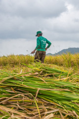 Philippines, Santa Ana, harvesting rice