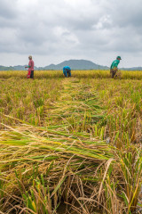 Philippines, Santa Ana, harvesting rice