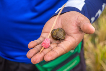 Philippines, Santa Ana, rice parasites