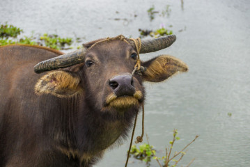 Philippines, Santa Ana, Water Buffalo