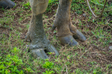 Philippines, Santa Ana, Water Buffalo feet