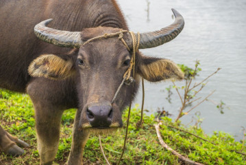 Philippines, Santa Ana, Water Buffalo