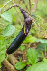 Philippines, Santa Ana, Egg-Plant