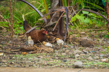Philippines, Santa Ana, Chicken