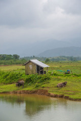 Philippines, Santa Ana, Water Buffalo