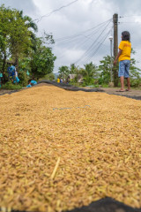 Philippines, Santa Ana, rice drying