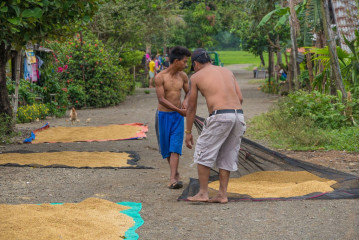 Philippines, Santa Ana, rice drying