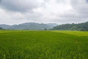 Philippines, Santa Ana, rice field