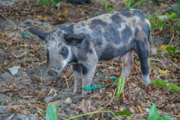 Philippines, Calayan Islands, little pig