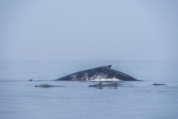 Philippines, Calayan Islands, Whale watching
