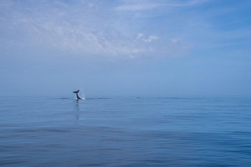 Philippines, Calayan Islands, Whale watching