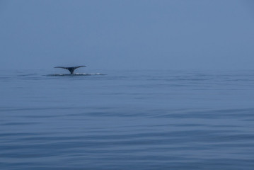 Philippines, Calayan Islands, Whale watching