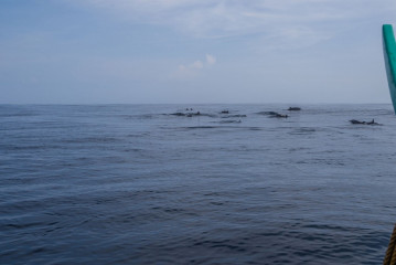 Philippines, Calayan Islands, Whale watching