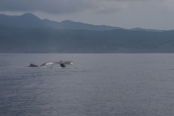 Philippines, Calayan Islands, Whale watching