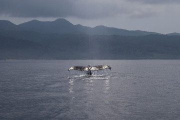 Philippines, Calayan Islands, Whale watching