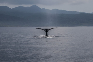 Philippines, Calayan Islands, Whale watching