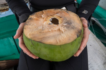 Philippines, Calayan Islands, fresh coconut