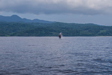 Philippines, Calayan Islands, Whale watching
