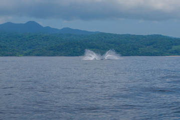 Philippines, Calayan Islands, Whale watching