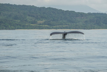 Philippines, Calayan Islands, Whale watching