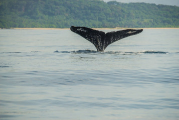Philippines, Calayan Islands, Whale watching