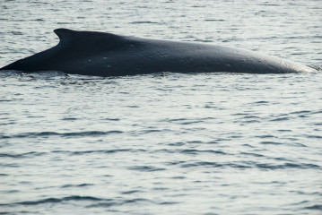Philippines, Calayan Islands, Whale watching