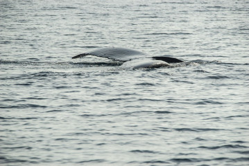Philippines, Calayan Islands, Whale watching