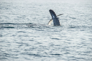Philippines, Calayan Islands, Whale watching