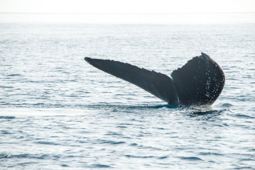 Philippines, Calayan Islands, Whale watching