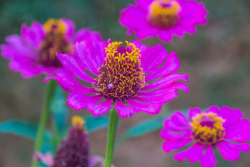 Philippines, Palawan, Puerto Princesa, flowers