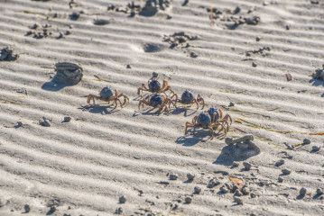 Philippines, Palawan, Puerto Princesa, crabs