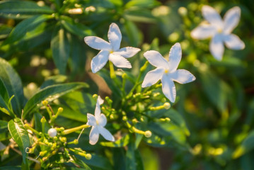Philippines, Palawan, Puerto Princesa, flowers